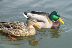 Canards