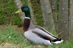 canard