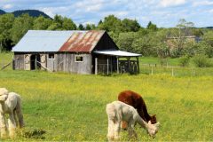 ferme